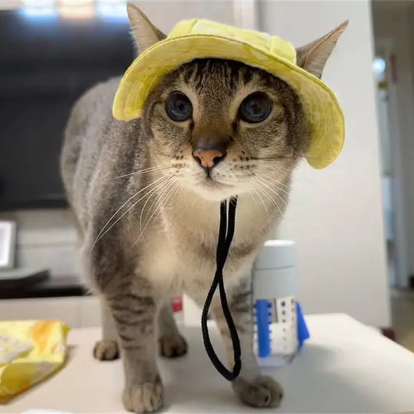 Cute Cat Hat With Ear Holes